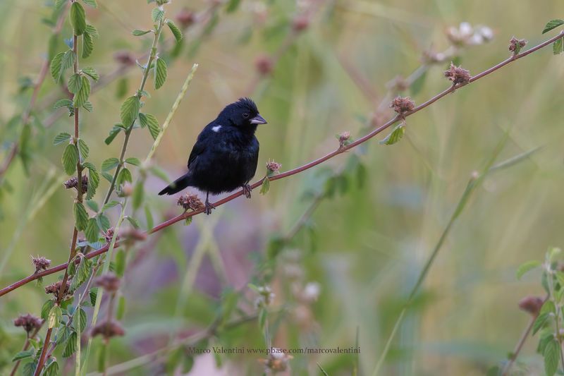 Blue-black Grassquit - Volatinia jacarina