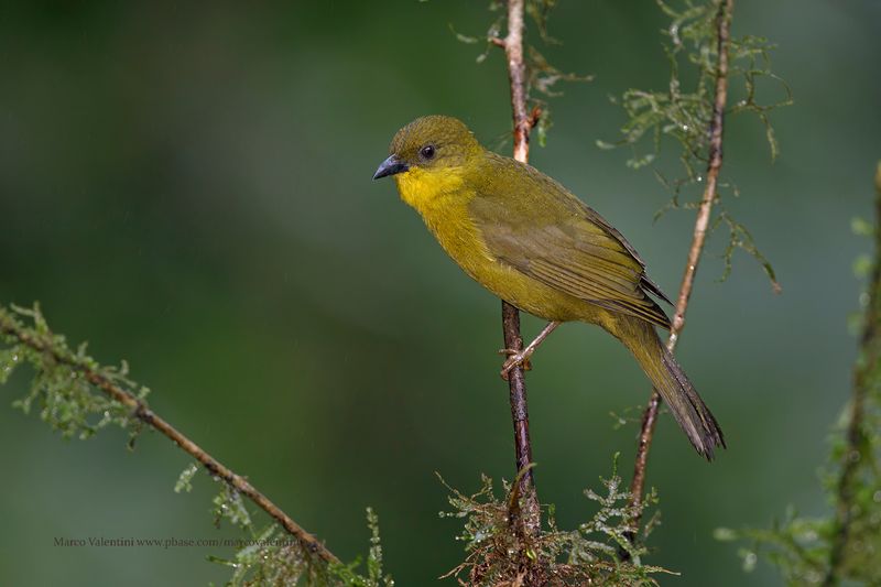 Olive-green Tanager - Orthogonys chloricterus