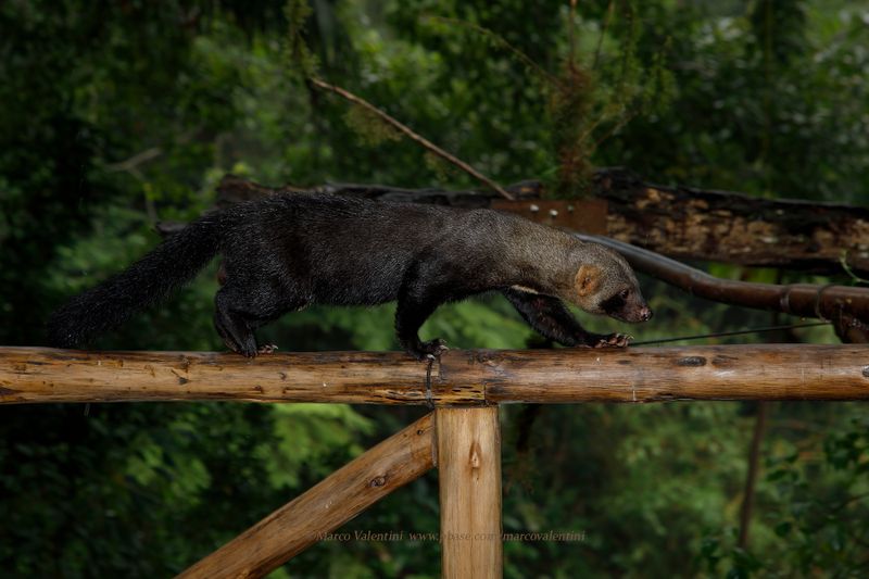 Tayra - Eira barbara