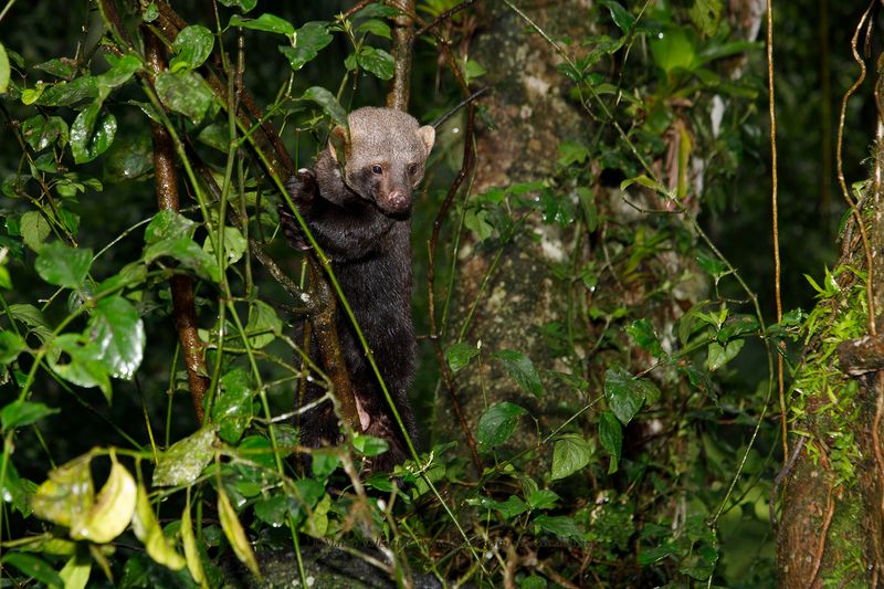Tayra - Eira barbara