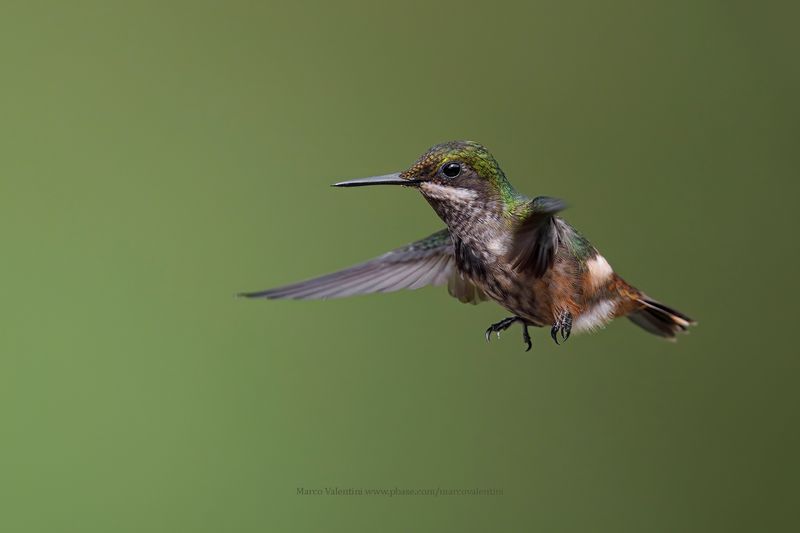 Festive Coquette - Lophornis chalybeus