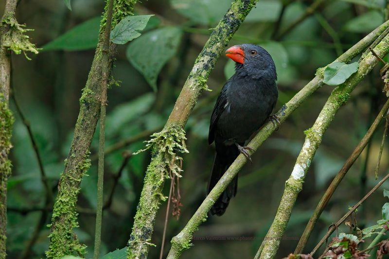 Black-throated Grosbeak - Saltator fuliginosus