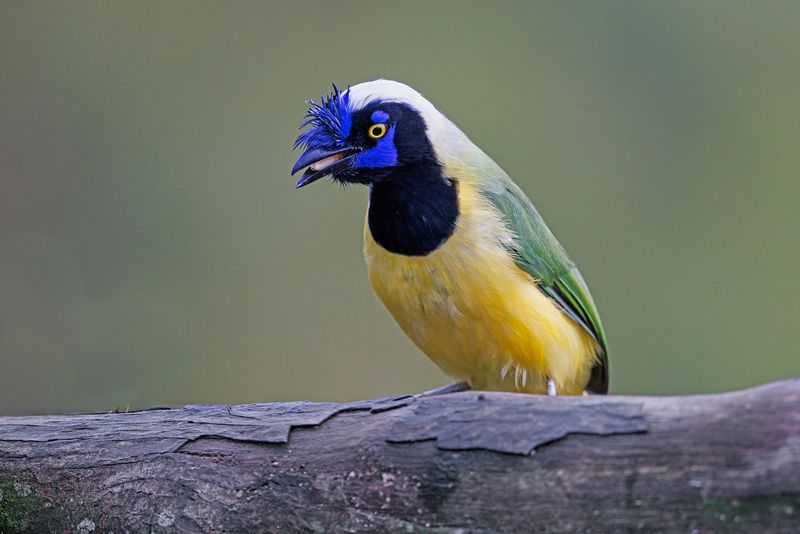 Green Jay - Cyanocorax yncas