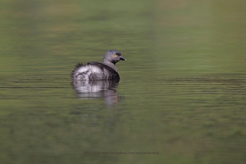 Least grebe - Tachybaptus dominicus