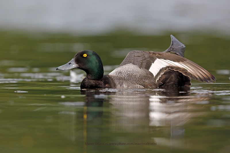 Greater Scaup - Aythya marila