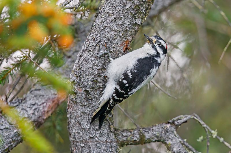 Downy Woodpecker - Picoides pubescens