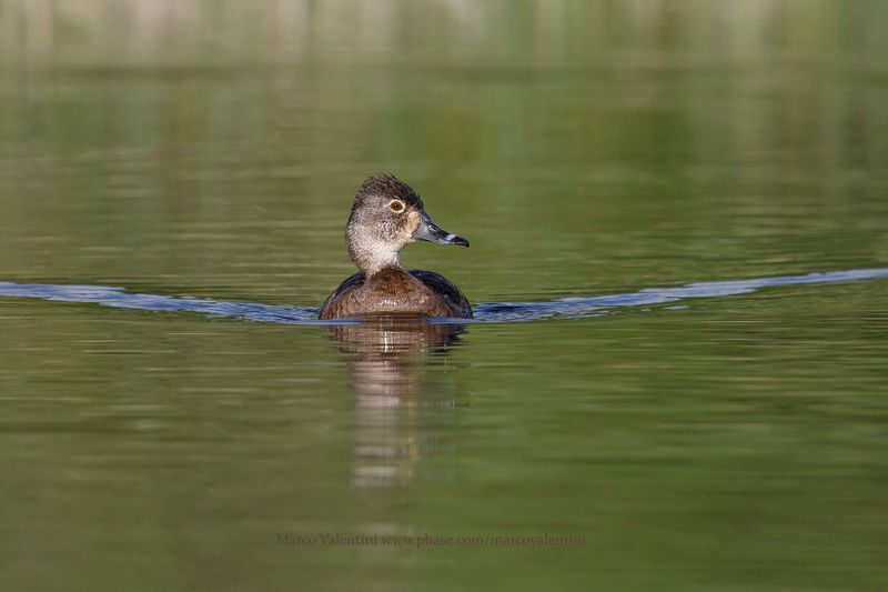 Ring-necked Duck - Aythya collaris