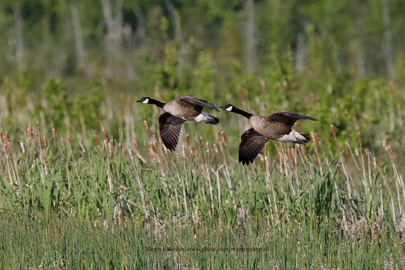 Canada goose - Branta canadensis