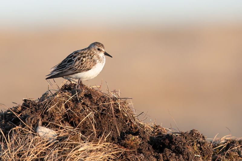 Semipalmated Sandpiper - Calidris pusilla