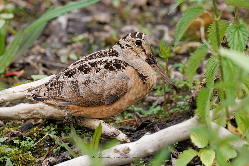 American Woodcock - Scolopax minor