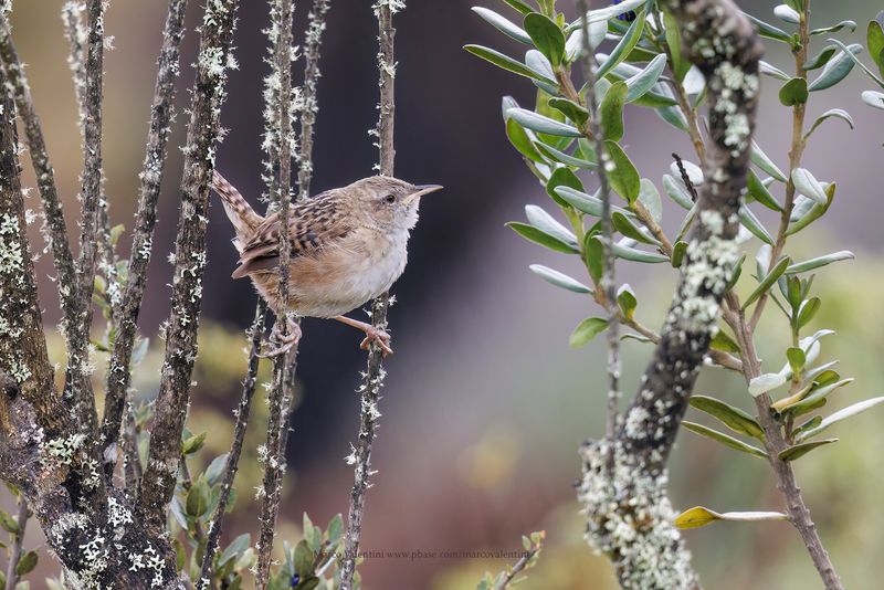 Apolinar's Wren - Cistothorus apolinari