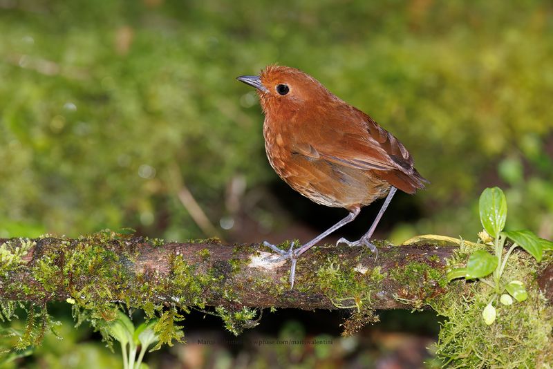 Chami Antpitta - Grallaria alvarezi