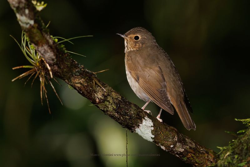 Swainsons Thrush - Catharus ustulatus