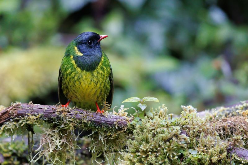 Green-and-black Fruiteater - Pipreola riefferii