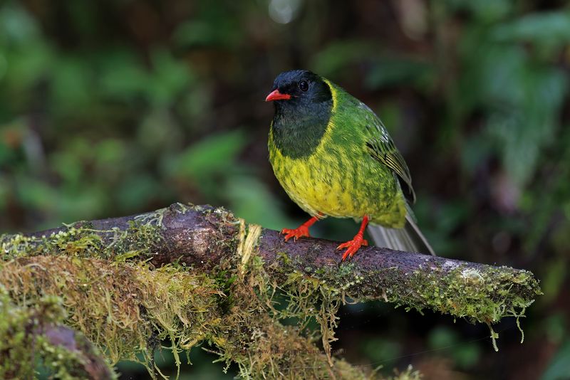 Green-and-black Fruiteater - Pipreola riefferii