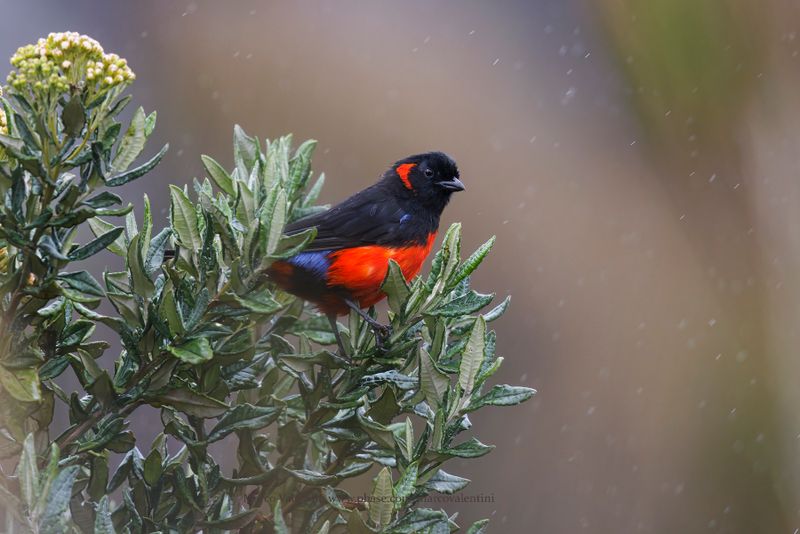 Scarlet-bellied Mountain Tanager - Anisognathus igniventris