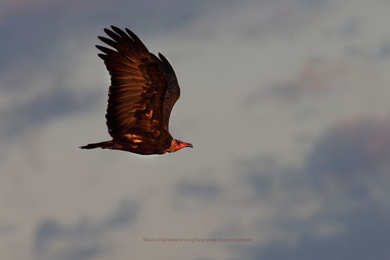 Hooded Vulture - Necrosyrtes monachus