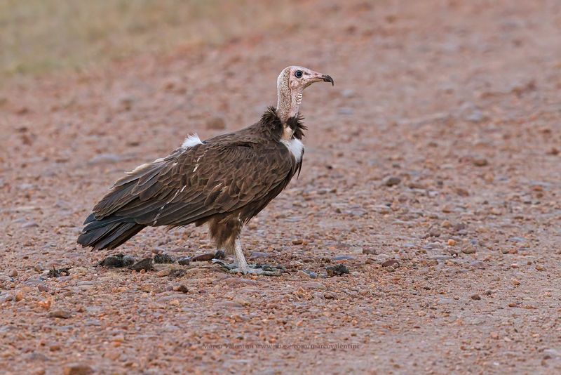 Hooded Vulture - Necrosyrtes monachus
