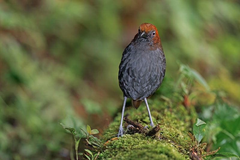 Chestnut-naped Antpitta - Grallaria nuchalis