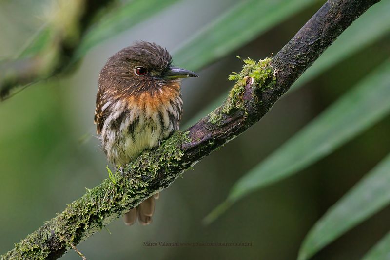 White-whiskered Puffbird - Malacoptila panamensis
