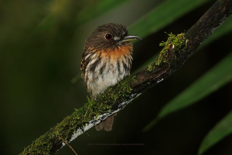 White-whiskered Puffbird - Malacoptila panamensis