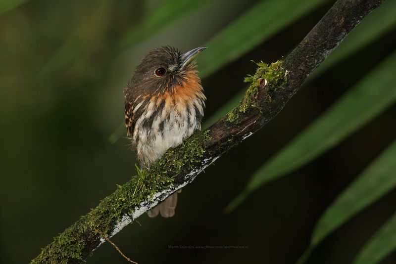 White-whiskered Puffbird - Malacoptila panamensis