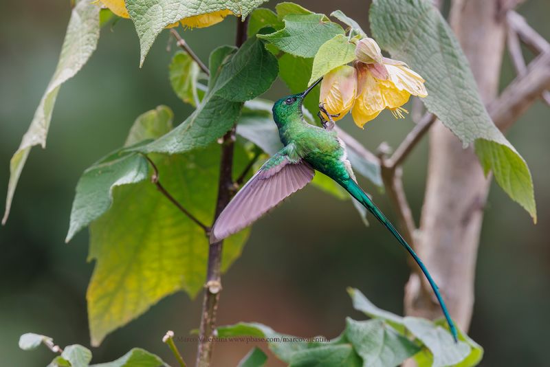 Long-tailed Sylph - Aglaiocercus kingii