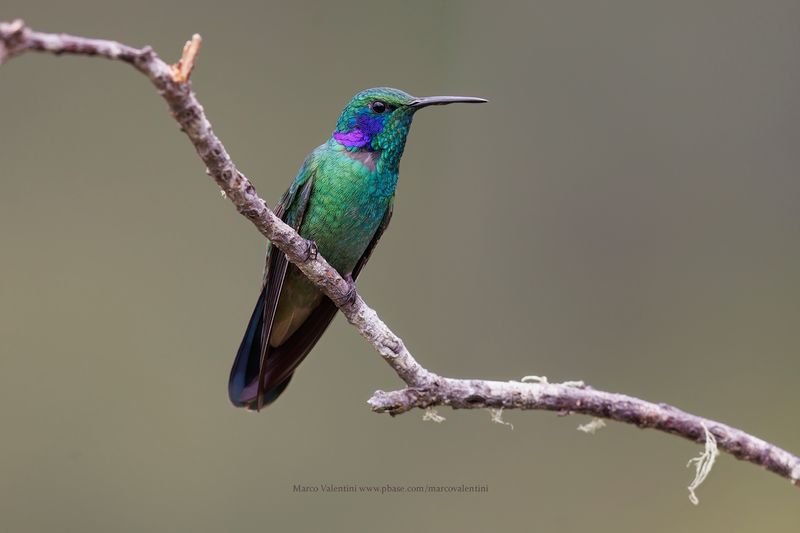 Lesser Violetear - Colibri cyanotus