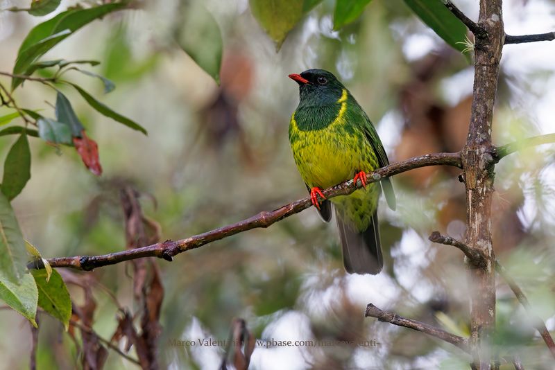 Green-and-black Fruiteater - Pipreola riefferii
