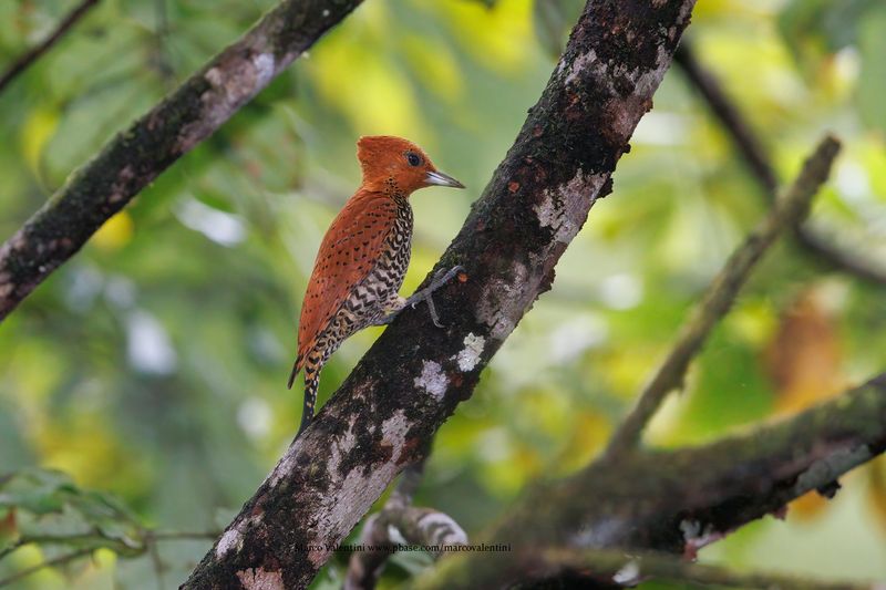 Cinnamon Woodpecker - Celeus loricatus