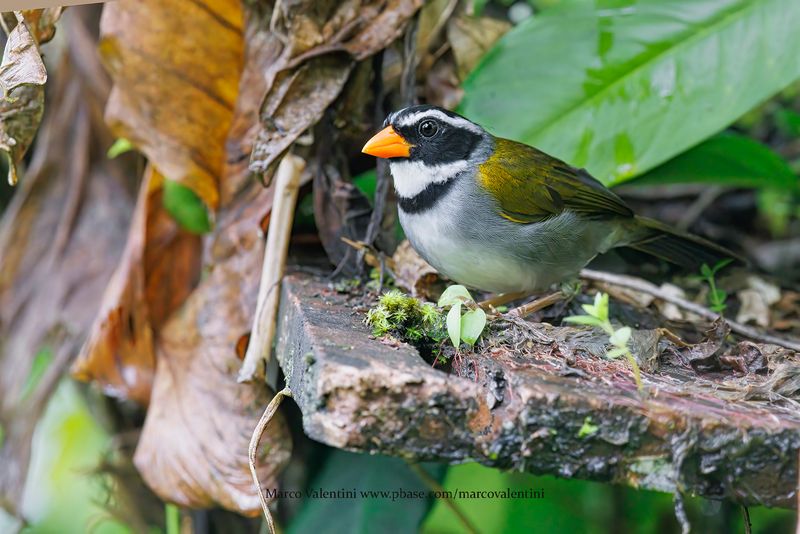 Orange-billed Sparrow - Arremon aurantiirostris