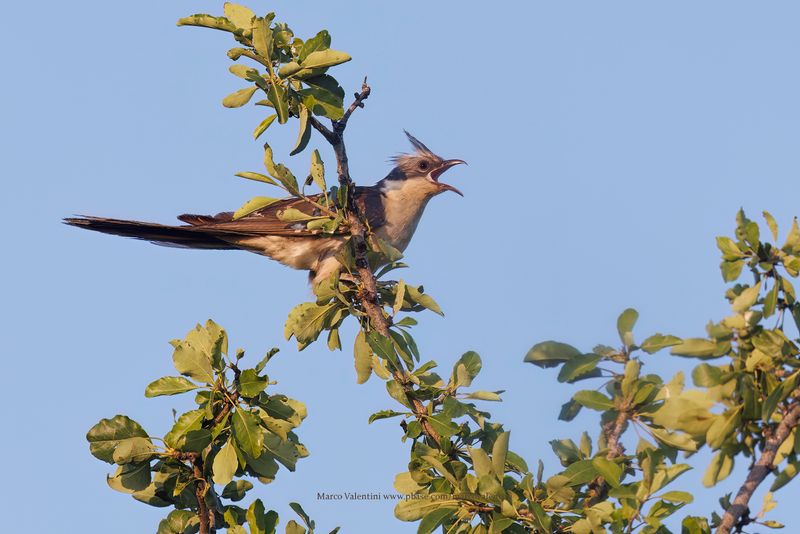 Great spotted Cuckoo - Clamator glandarius