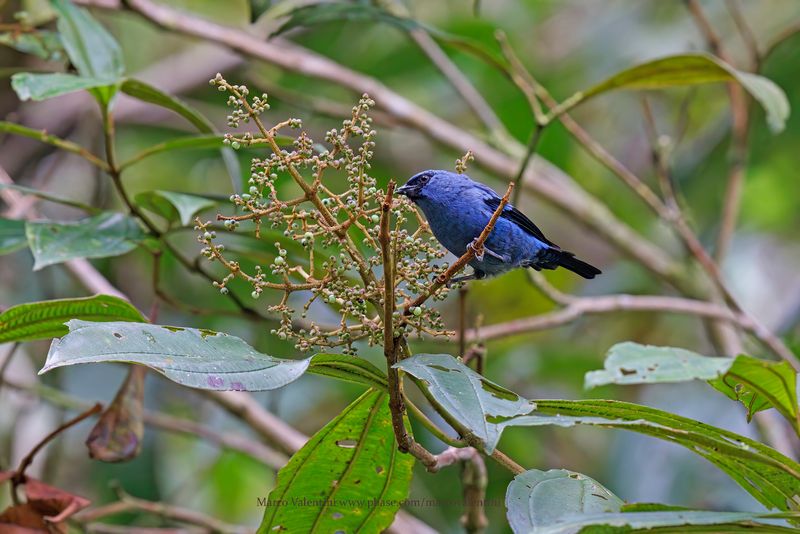 Blue-and-black - Tanager Tangara vassorii