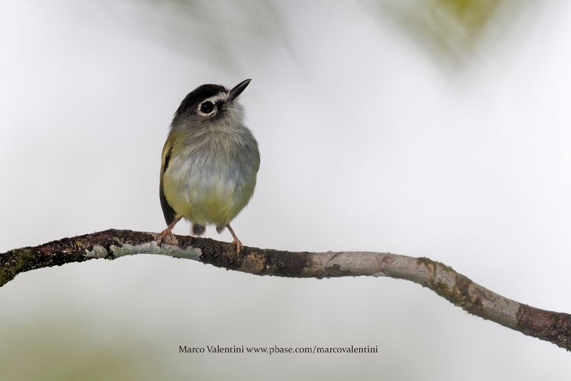 Black-capped Pygmy-Tyrant - Myiornis atricapillus