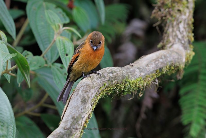 Cinnamon Flycatcher - Pyrrhomyias cinnamomeus