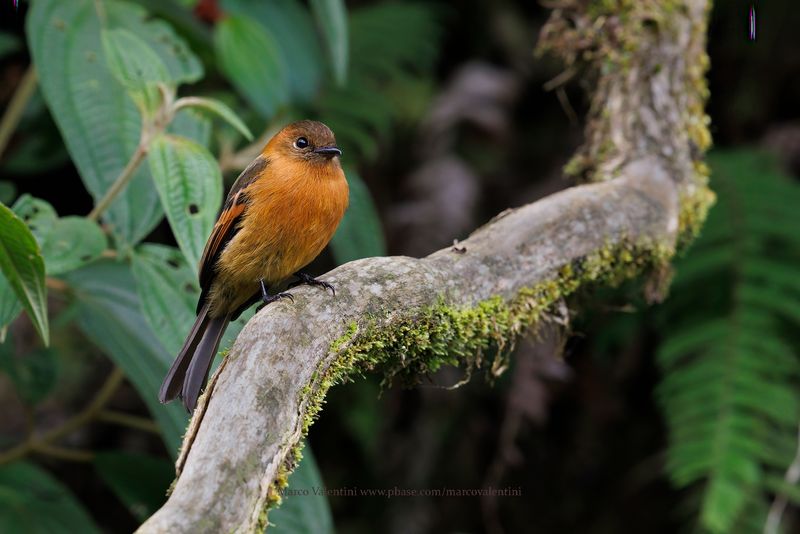 Cinnamon Flycatcher - Pyrrhomyias cinnamomeus