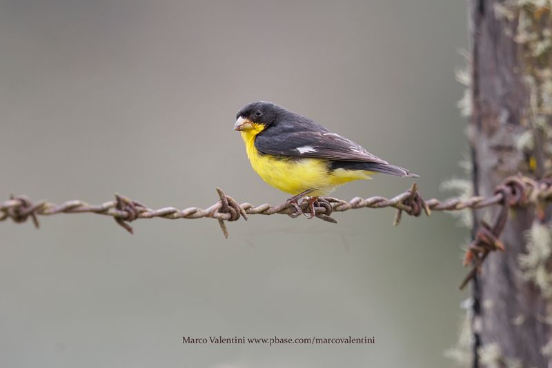 Lesser Goldfinch - Spinus psaltria
