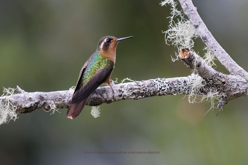 Speckled Hummingbird - Adelomyia melanogenys