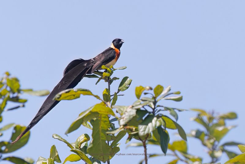 Long-tailed Paradise-whydah - Vidua paradisea