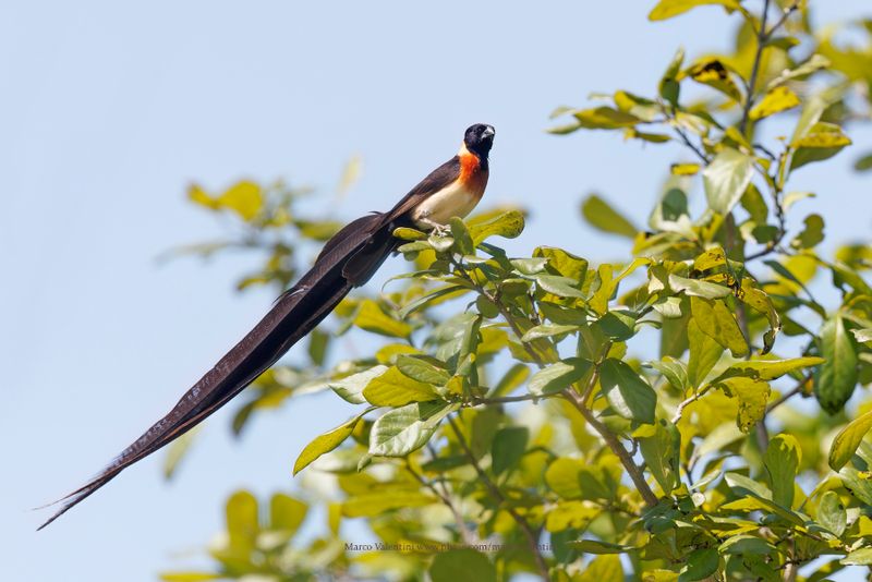 Long-tailed Paradise-whydah - Vidua paradisea
