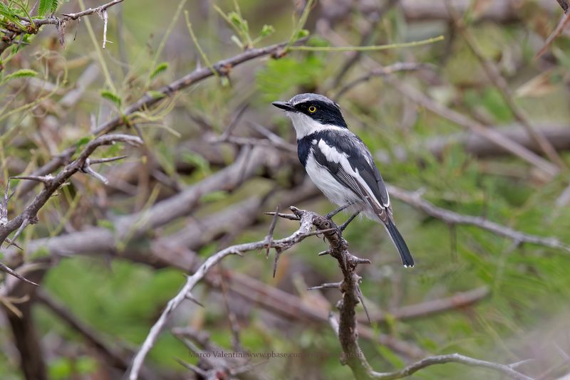 Pririt batis - Batis pririt