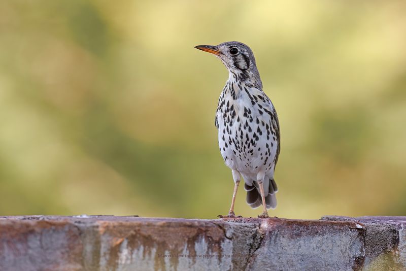 Groundscraper Thrush - Psophocichla litsitsirupa