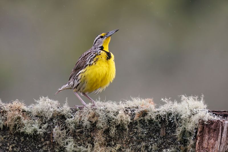 Eastern Meadowlark - Sturnella magna