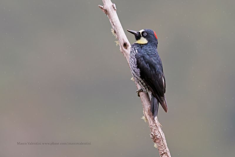 Acorn Woodpecker - Melanerpes formicivorus