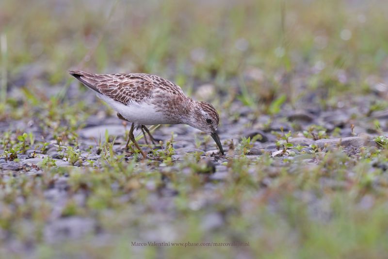 Least Sandpiper - Calidris minutilla