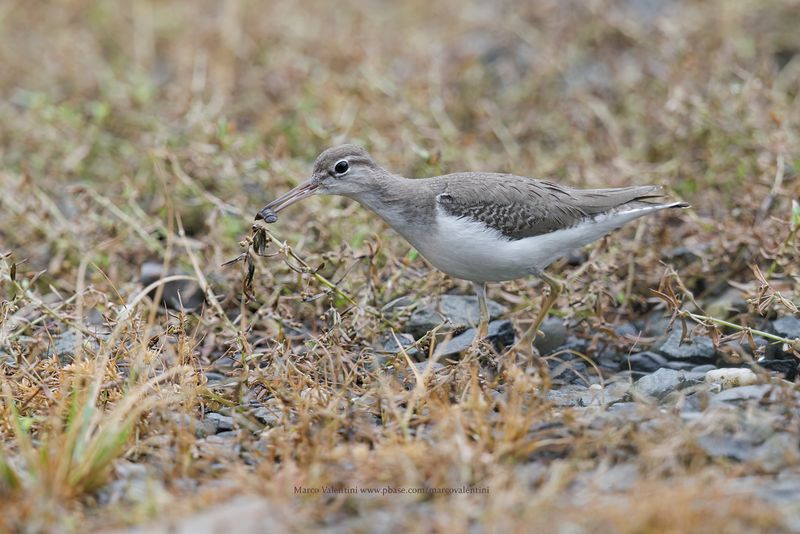 Spotted sandpiper - Actitis macularia