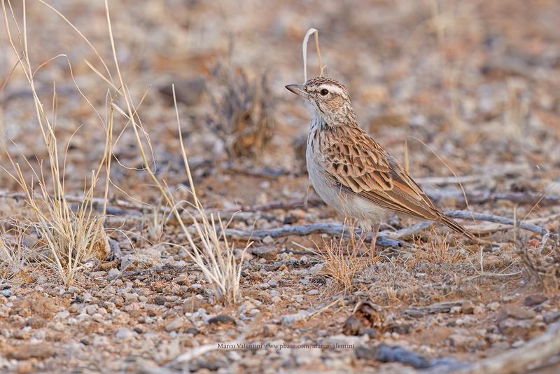 Sabota lark - Calendulauda sabota