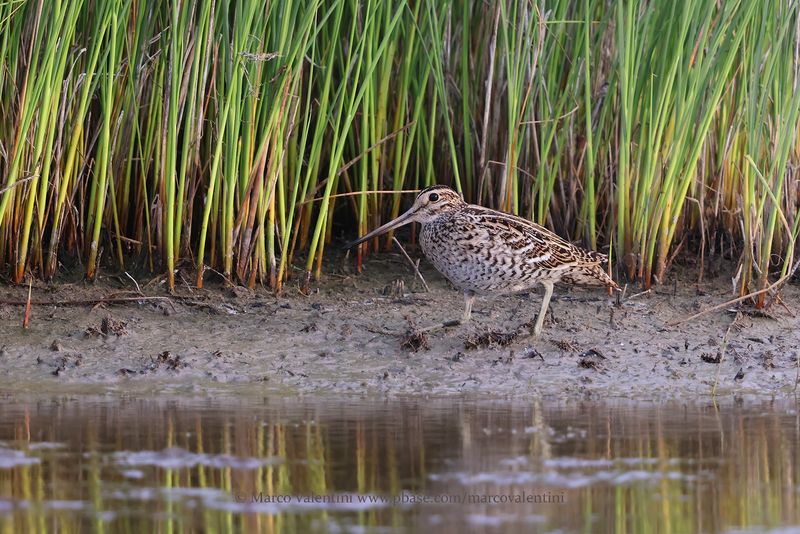 Great Snipe - Gallinago media