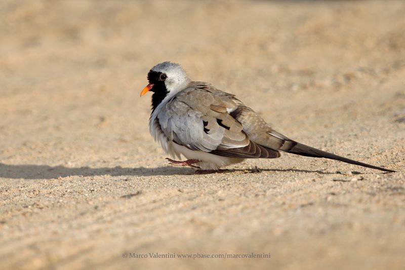 Namaqua Dove - Oena capensis
