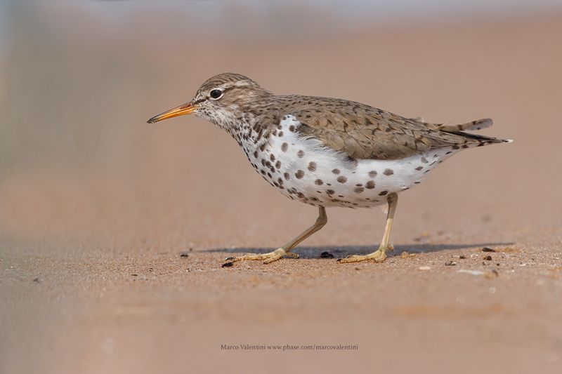 Lesser Yellowlegs - Tringa flavipes